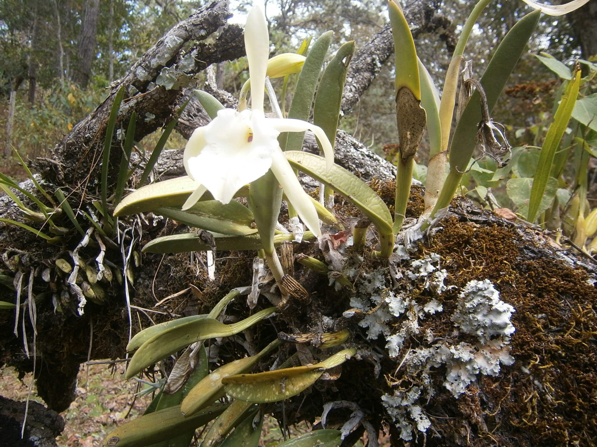 Rhyncholaelia glauca